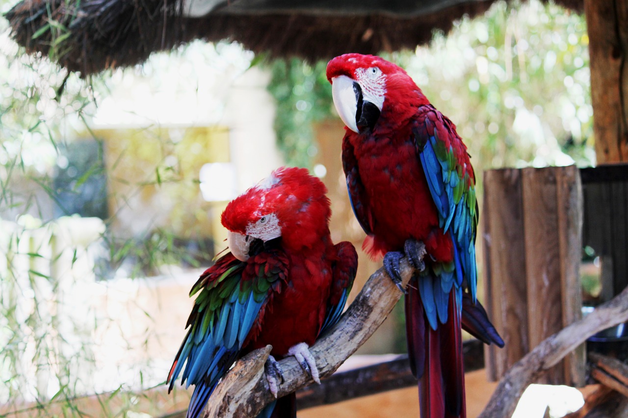 bird parrot pen free photo