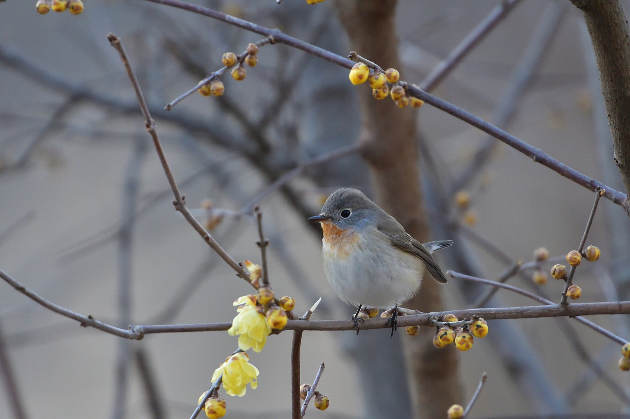 bird natural outdoors free photo