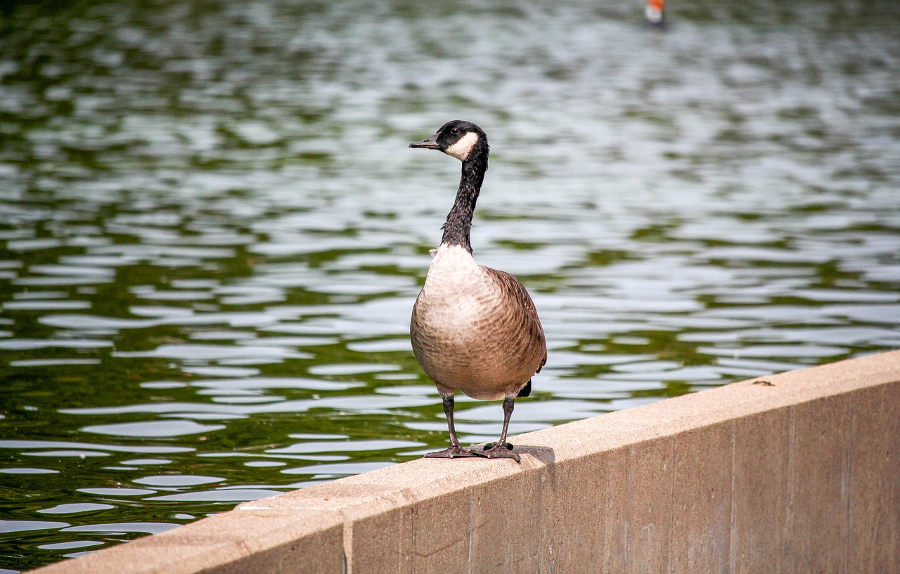 bird water nature free photo