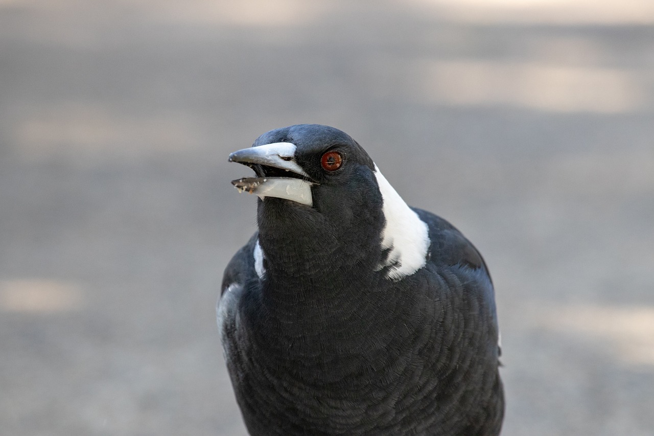 bird wildlife nature free photo