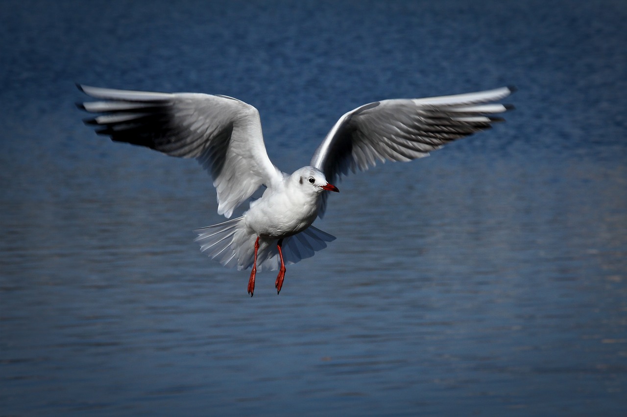 bird animal world feather free photo