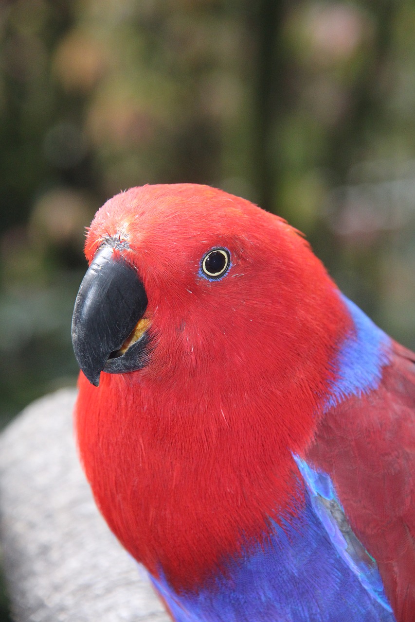 bird parrot nature free photo