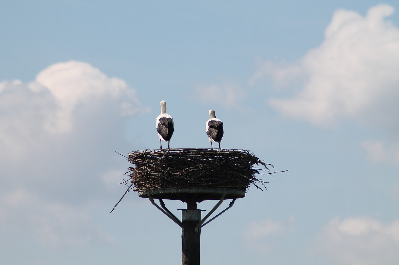 bird sky nature free photo