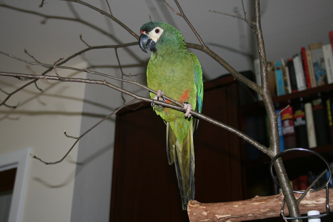 bird animal world parrot free photo