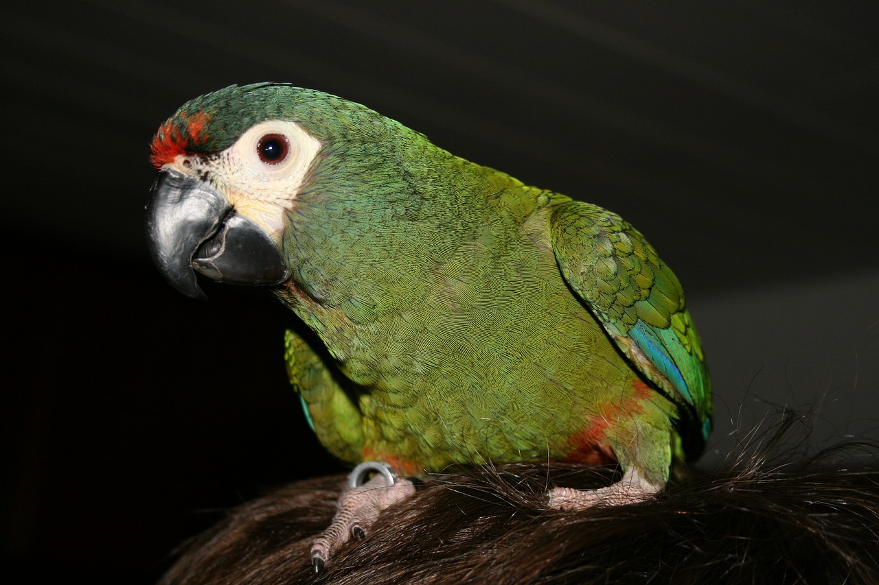 bird parrot animal world free photo