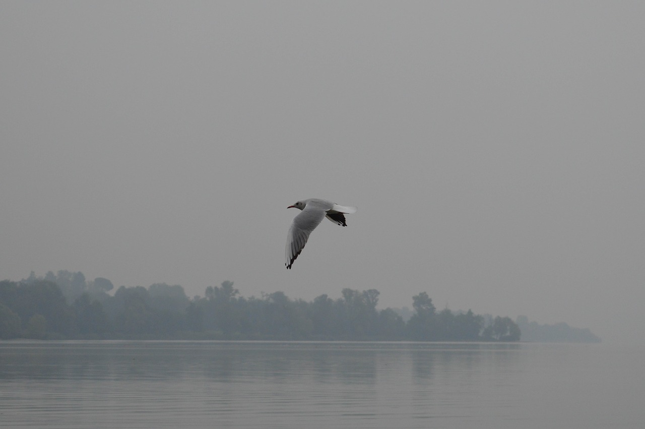 bird seagull nature free photo