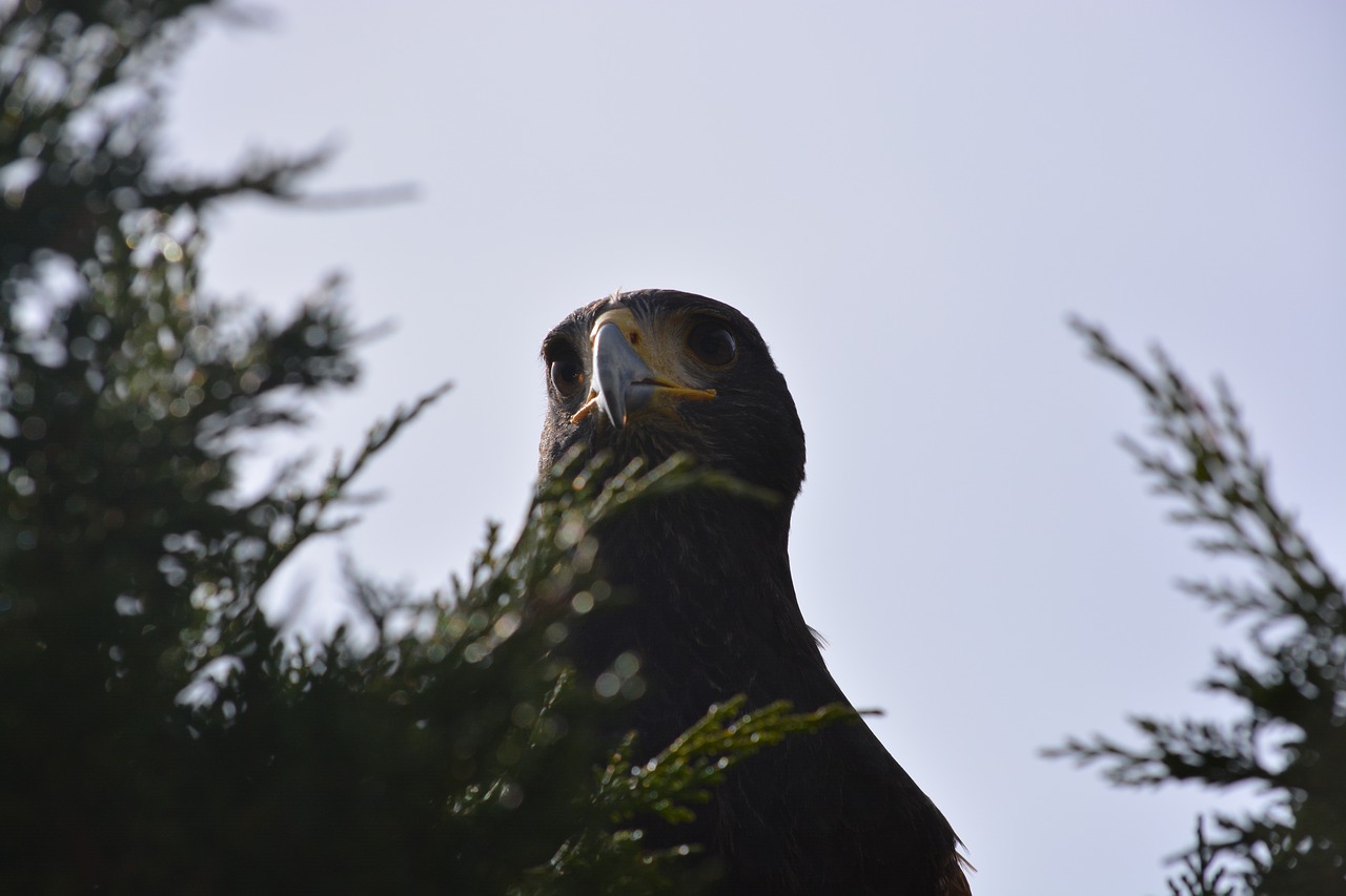 bird nature animal world free photo