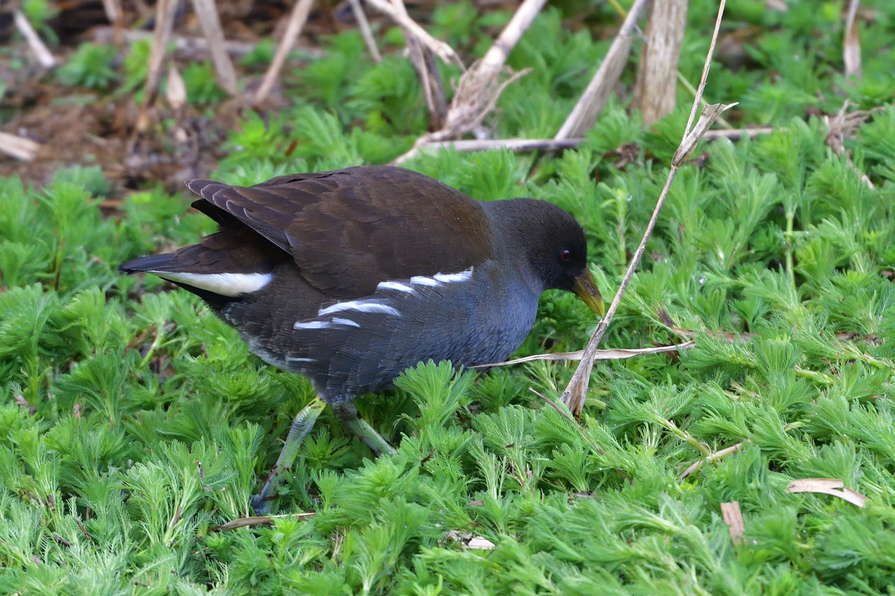 bird wild animals natural free photo