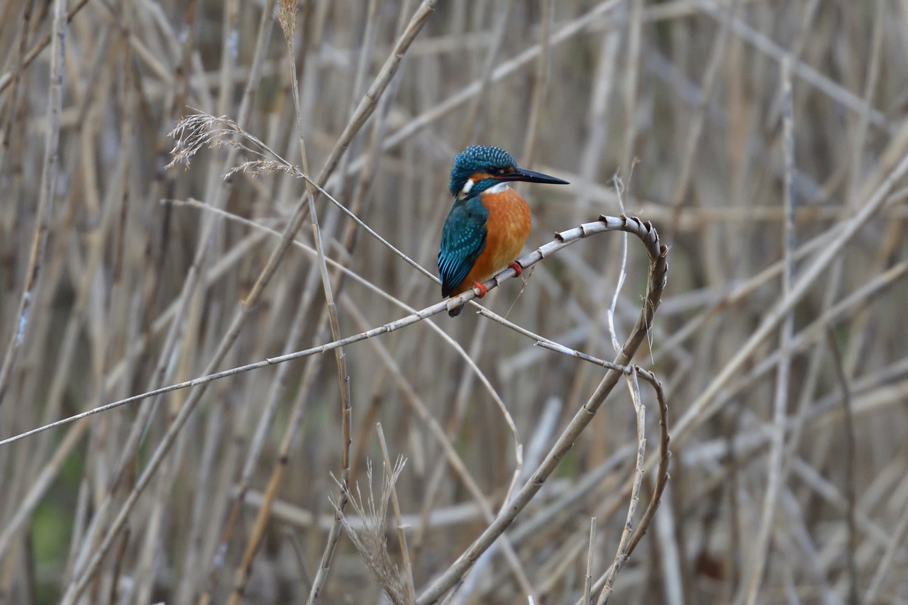 bird natural wild animals free photo