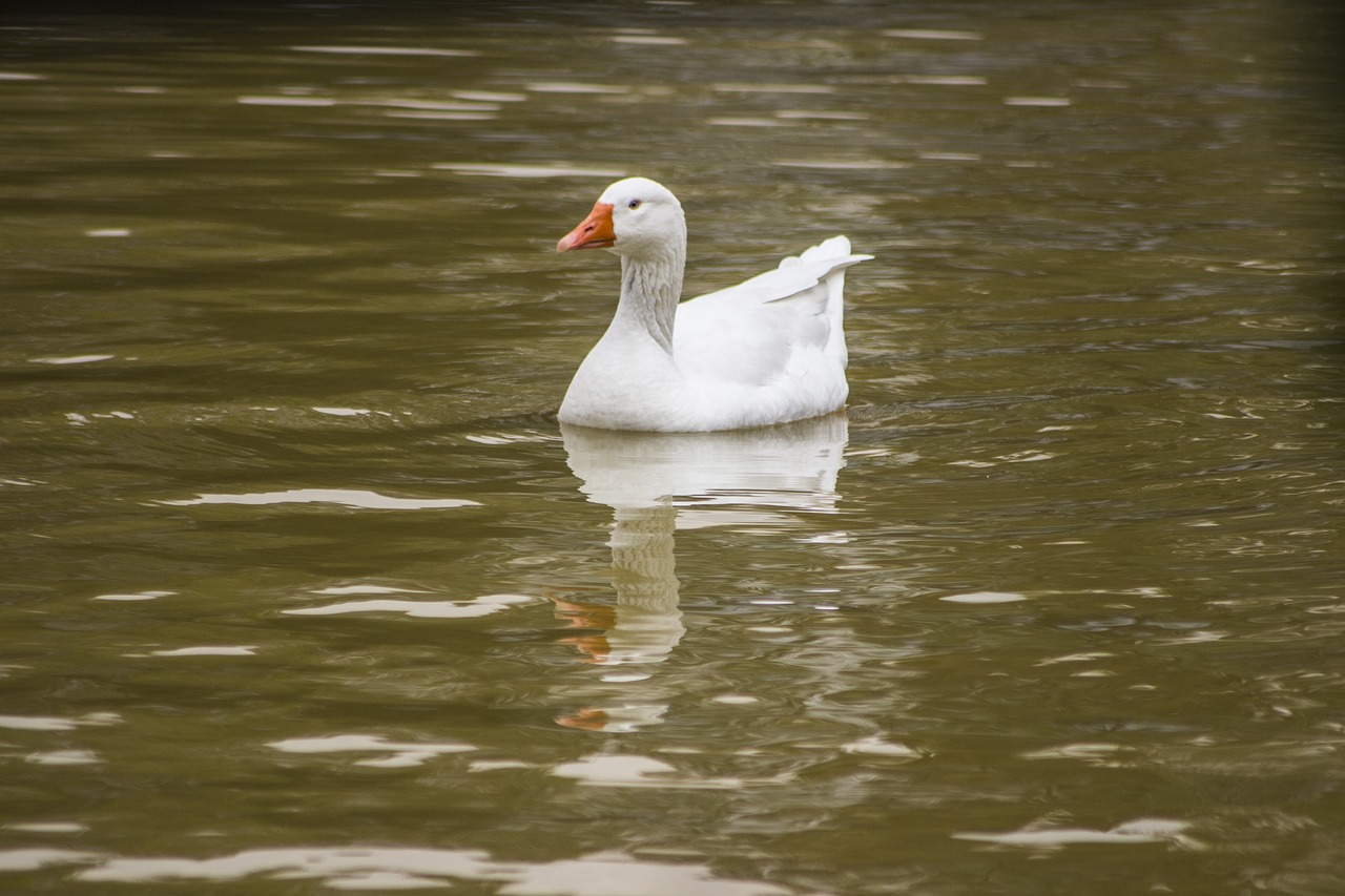 bird water lake free photo