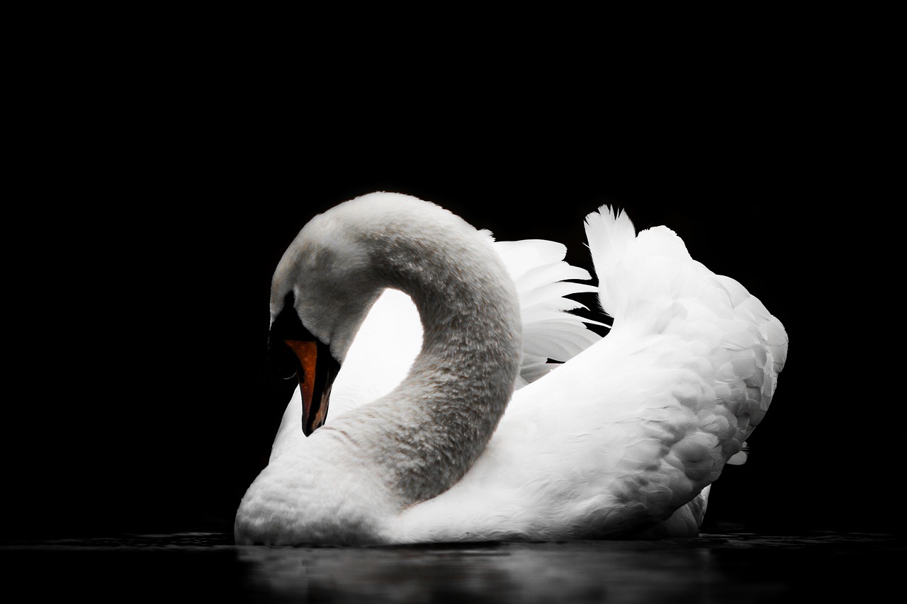 bird swan nature free photo