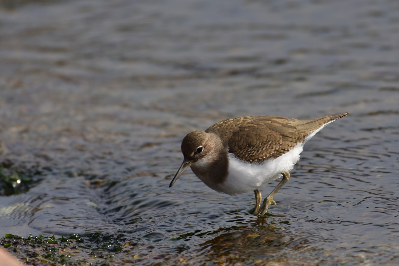 bird waters wild animals free photo