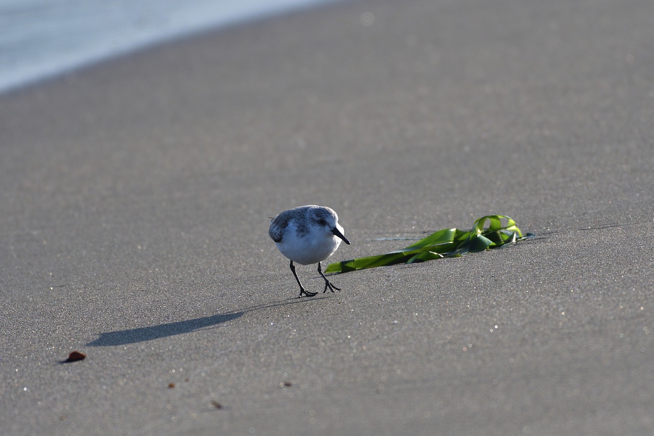 bird natural outdoors free photo