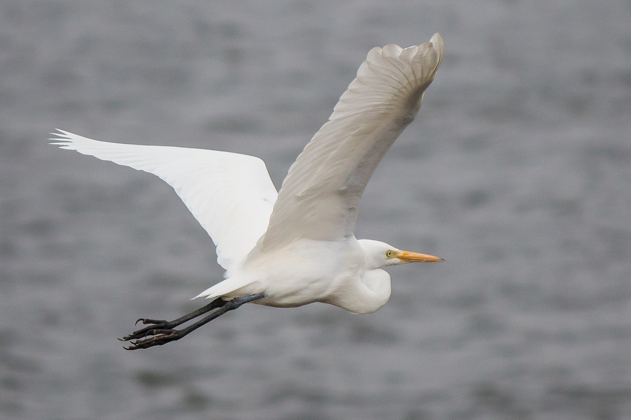 bird wildlife waters free photo