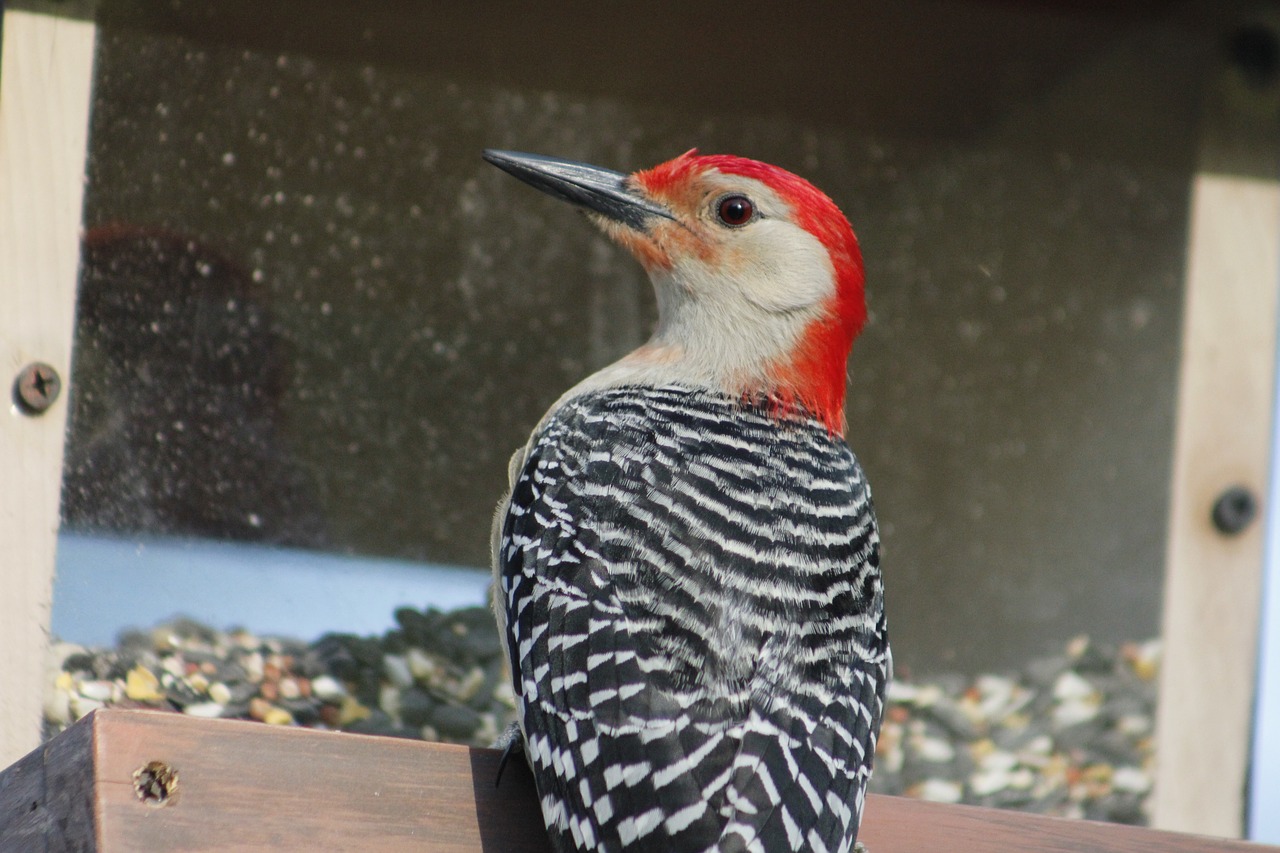 bird nature bird feeder free photo