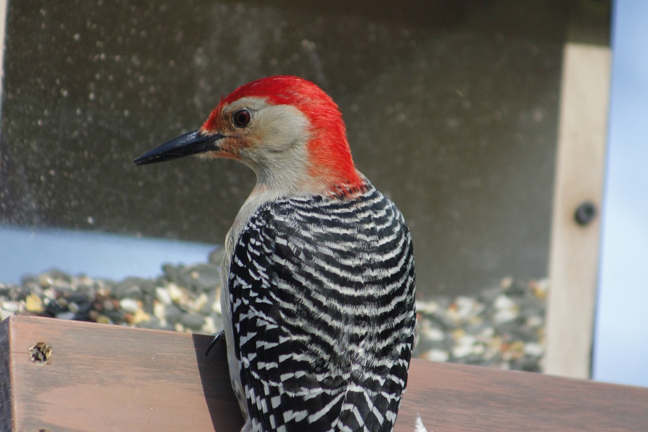 bird nature bird feeder free photo