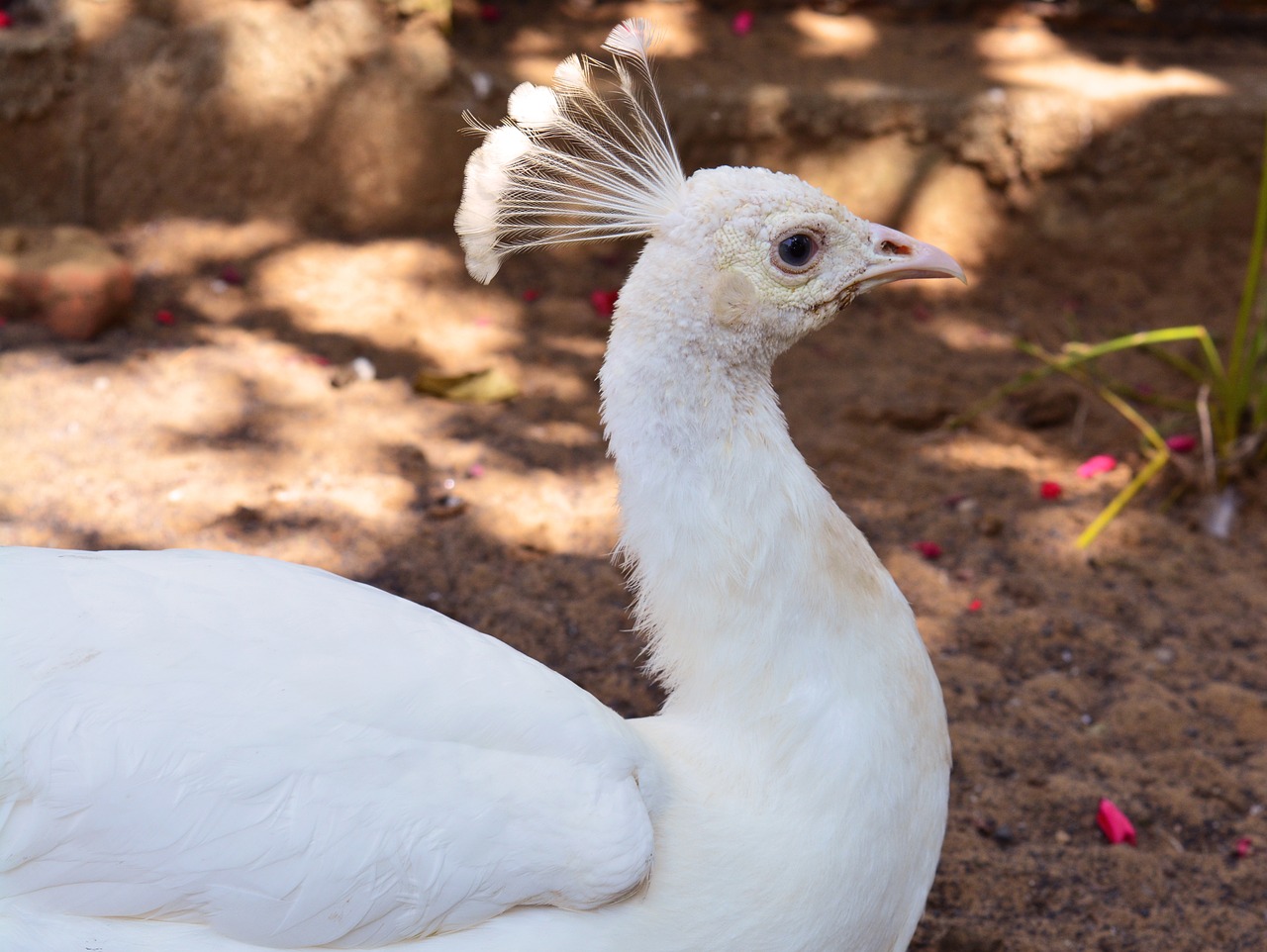 bird nature animal free photo