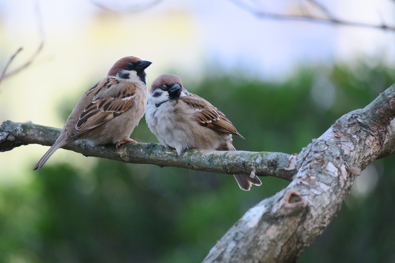 bird nature wildlife free photo