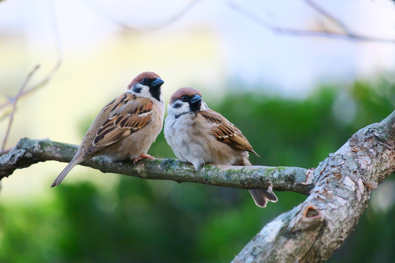 bird nature wildlife free photo