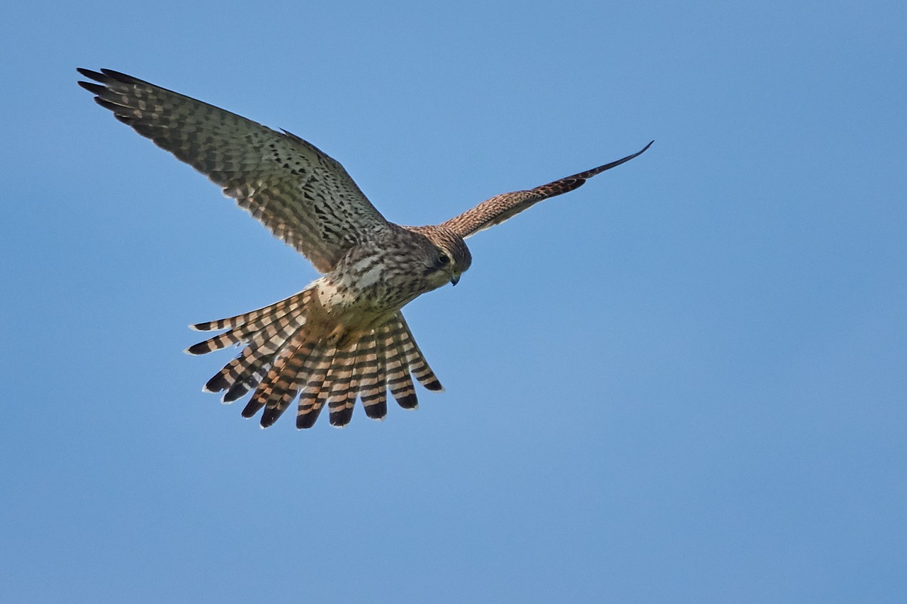 bird flight nature free photo