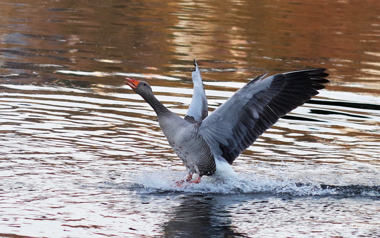 bird waters animal world free photo