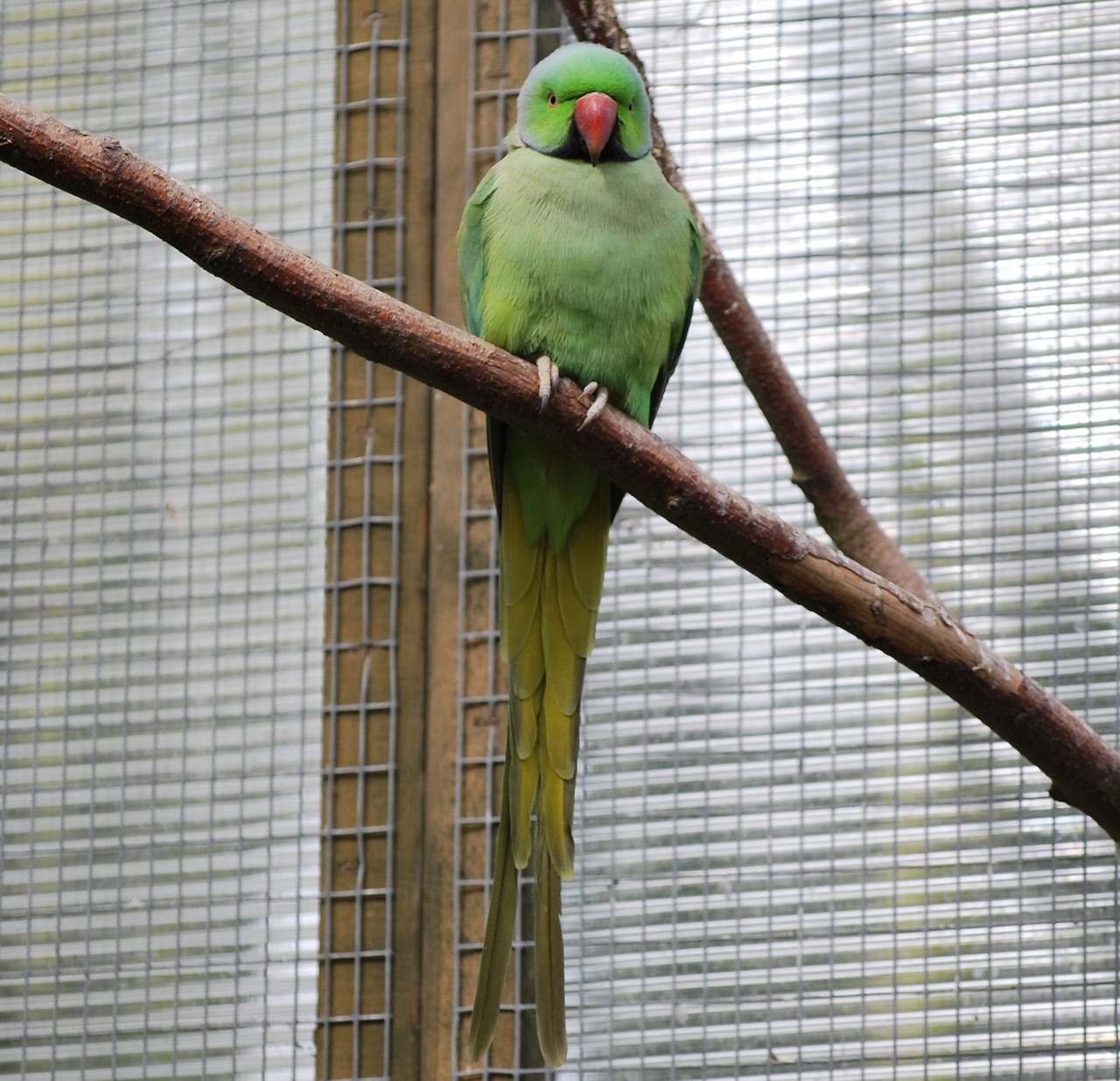 bird parrot parakeet free photo
