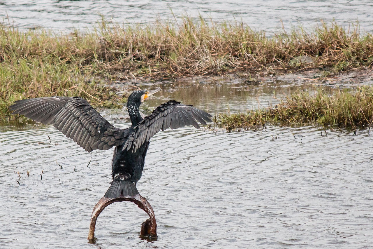 bird waters nature free photo