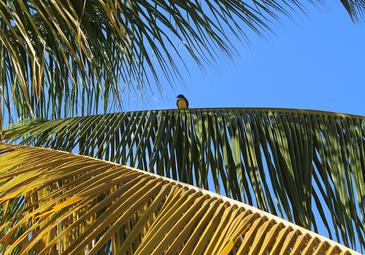 bird palm trees free photo