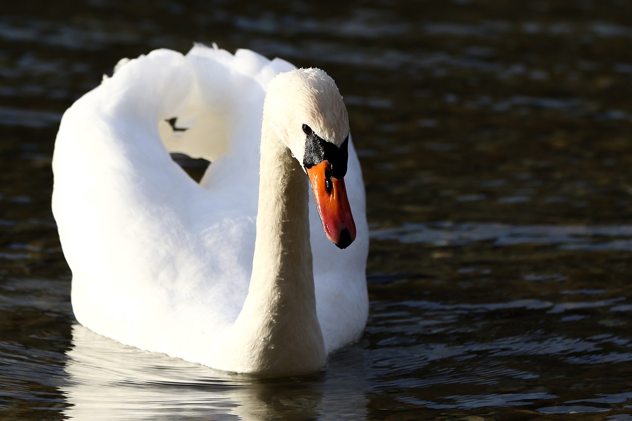 bird waters swan free photo