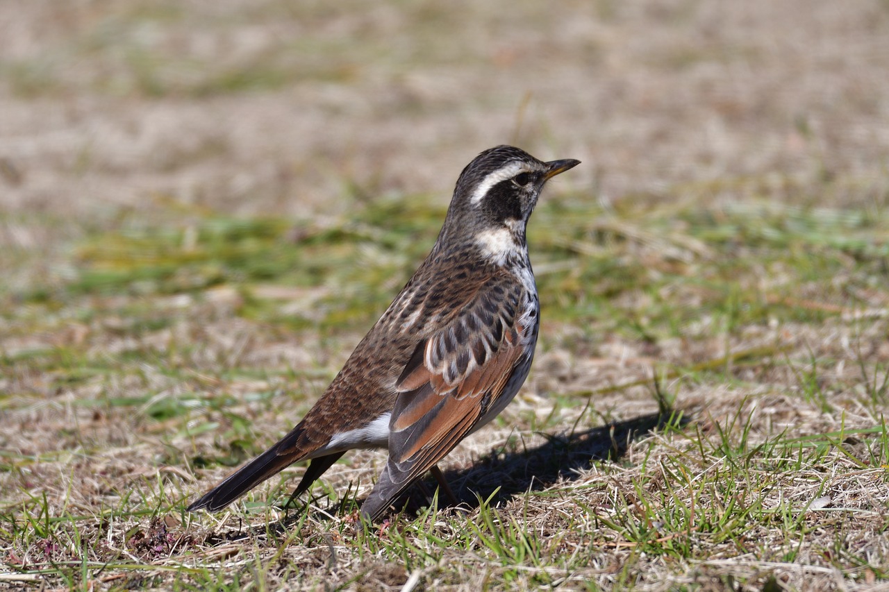 bird wild animals natural free photo