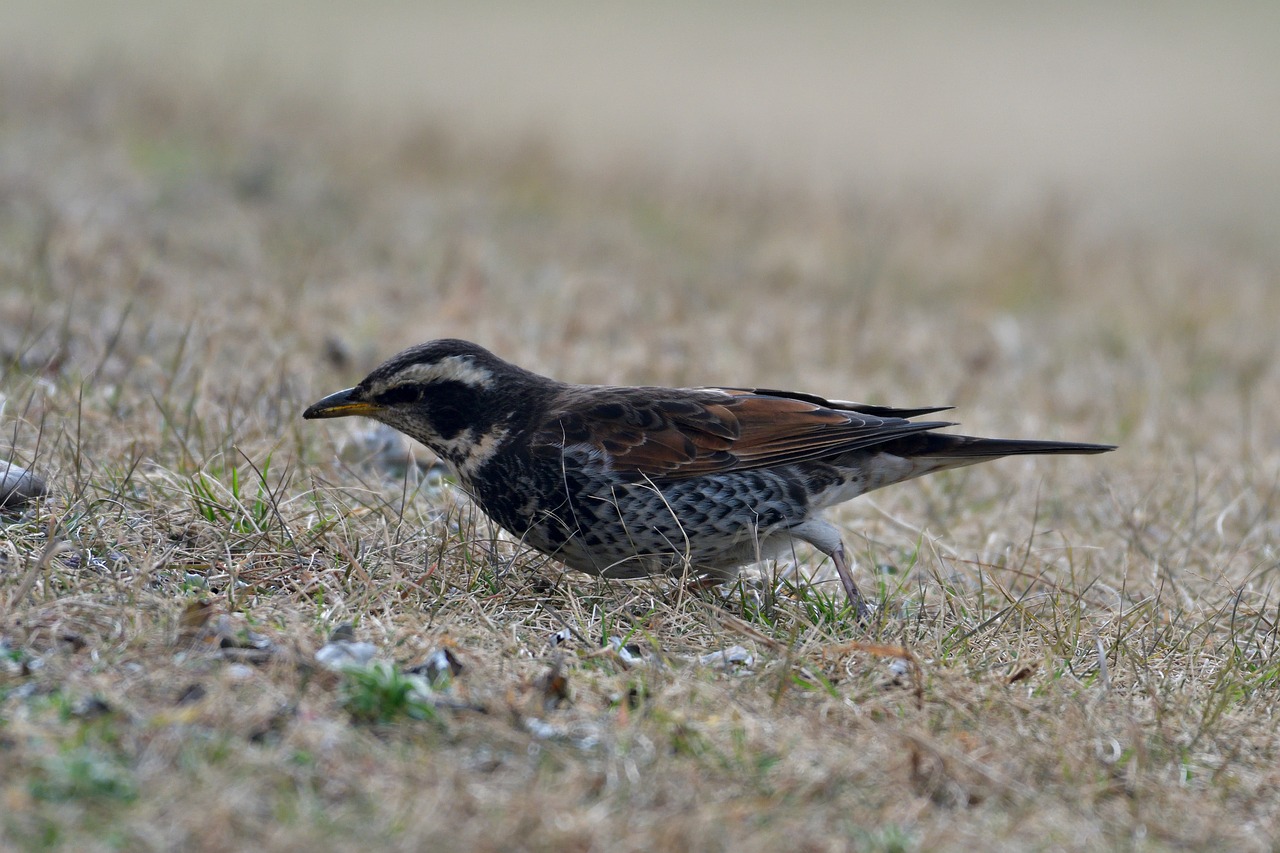 bird wild animals natural free photo