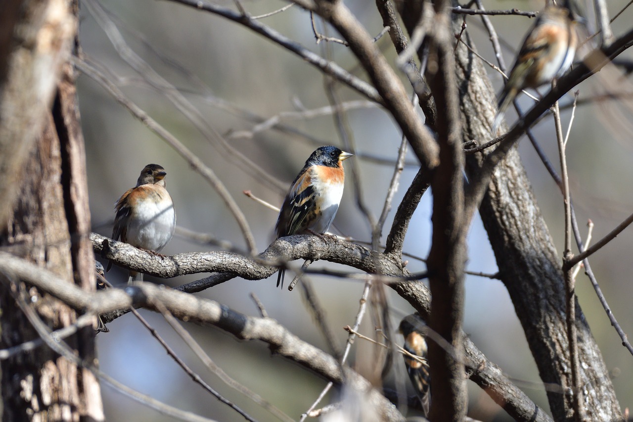 bird wild animals natural free photo