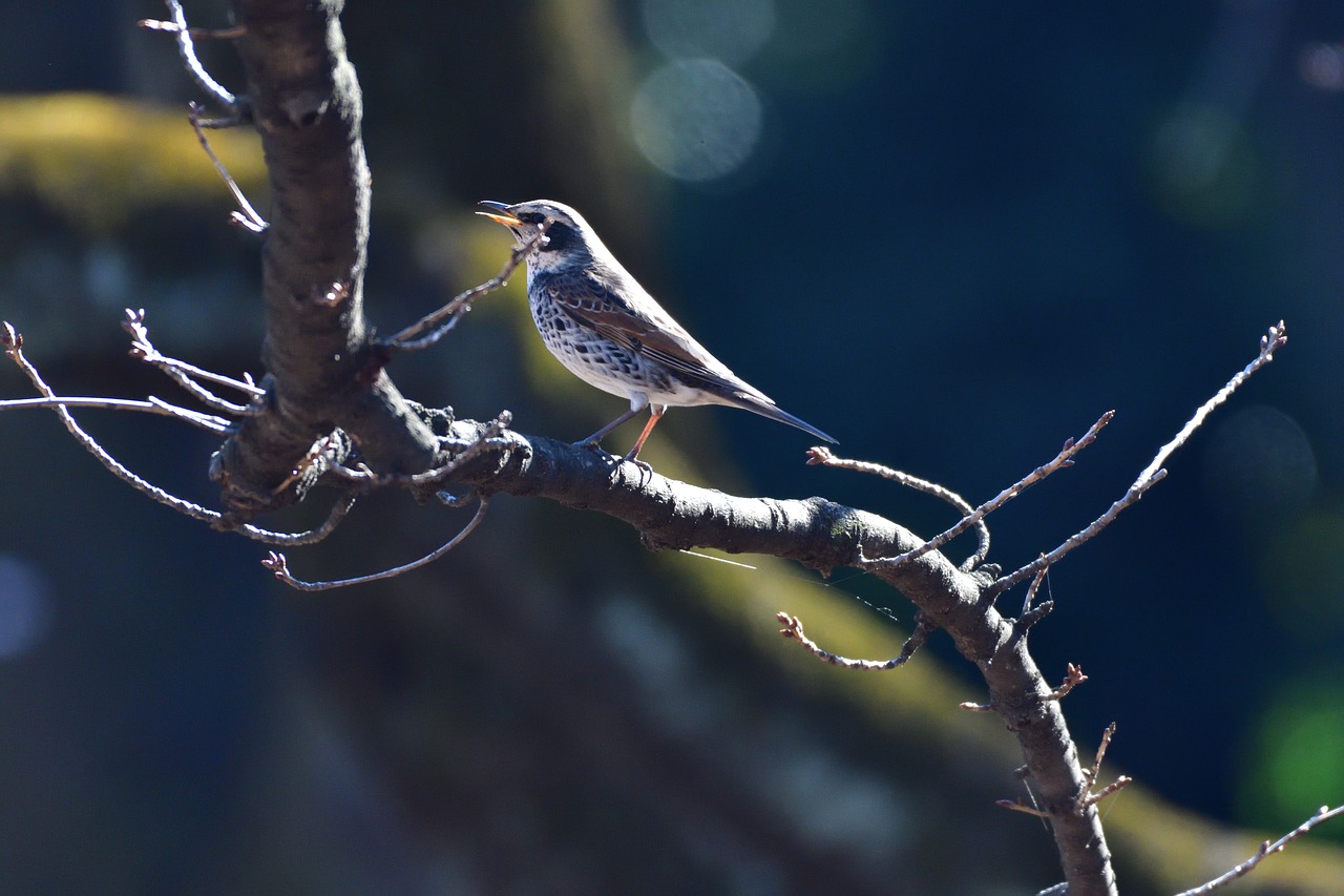 bird wild animals natural free photo