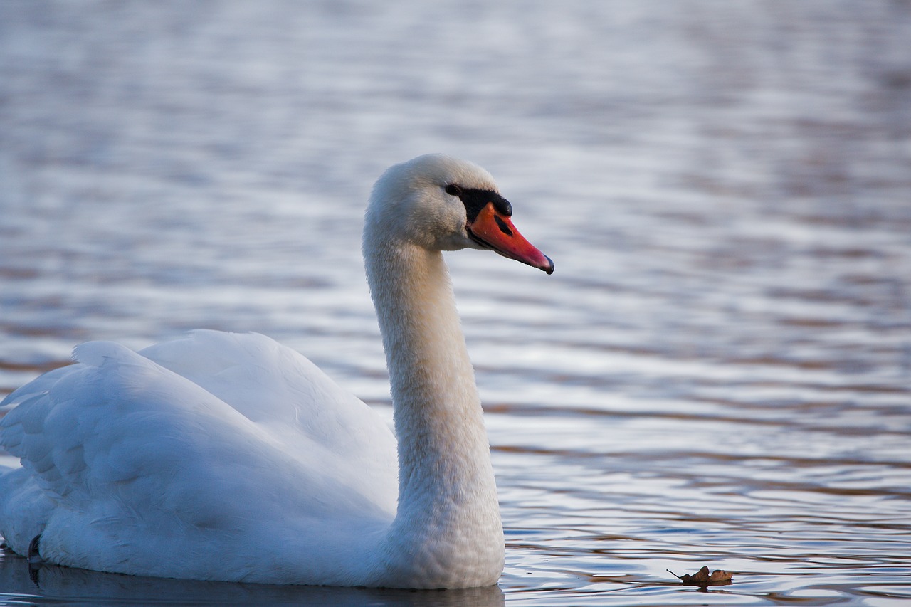 bird swan waters free photo