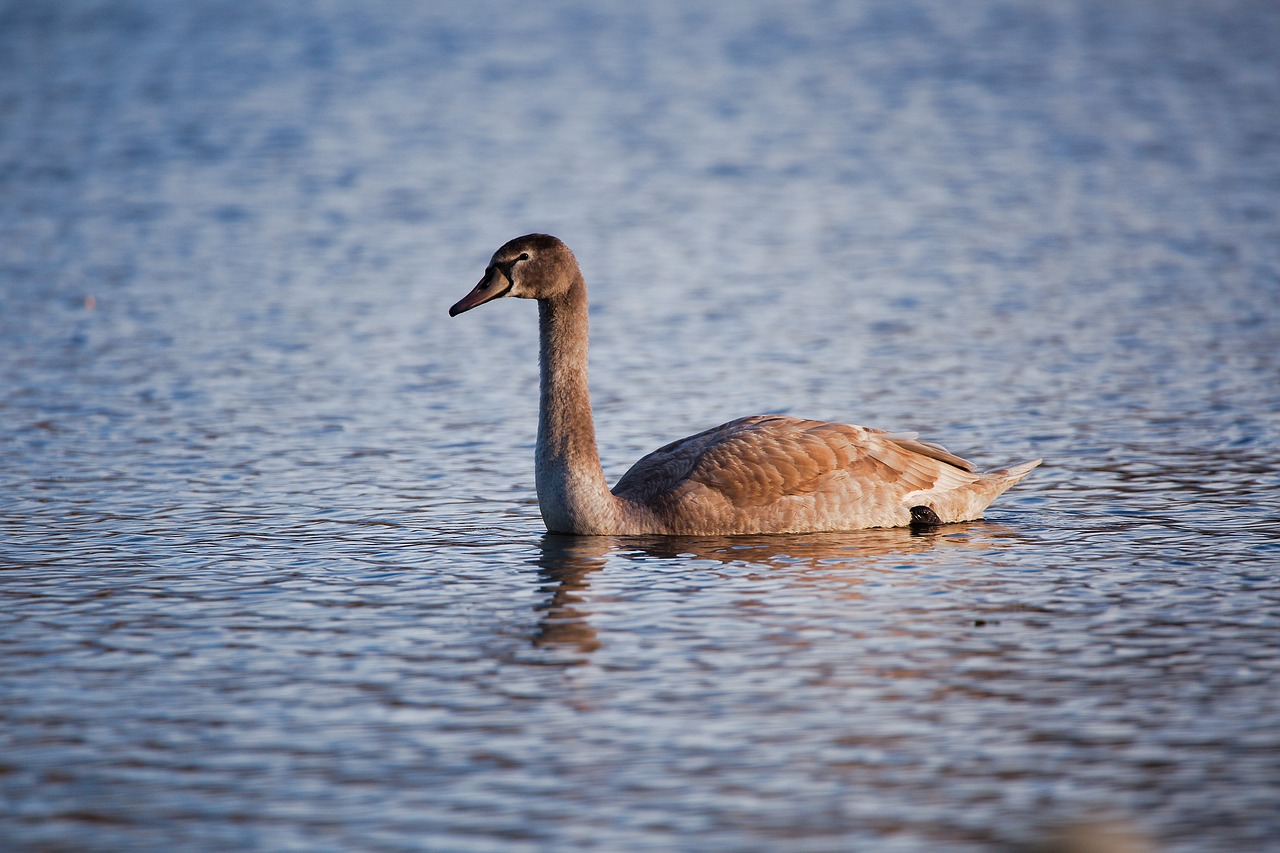 bird lake waters free photo