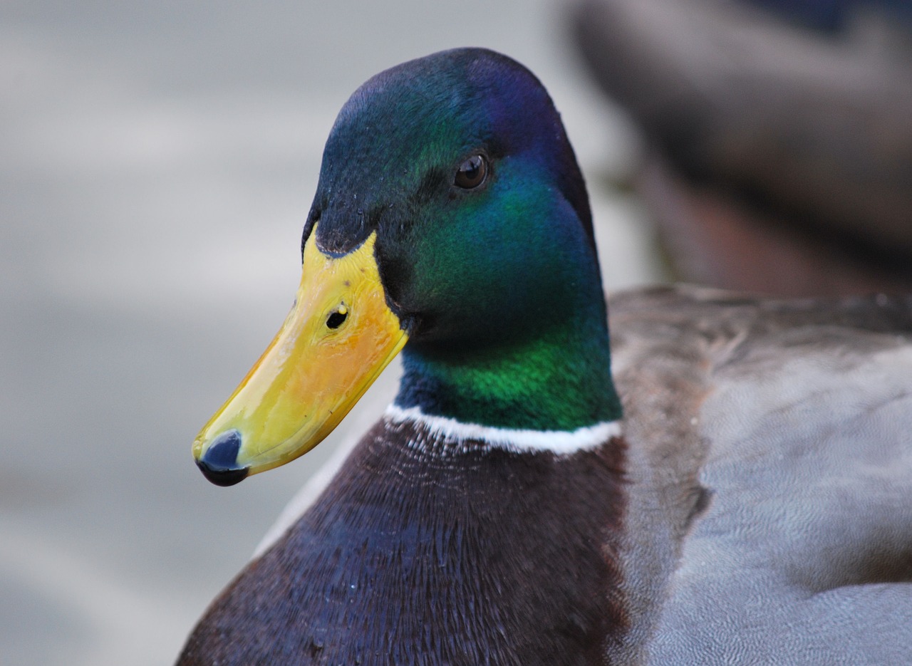 bird nature duck free photo