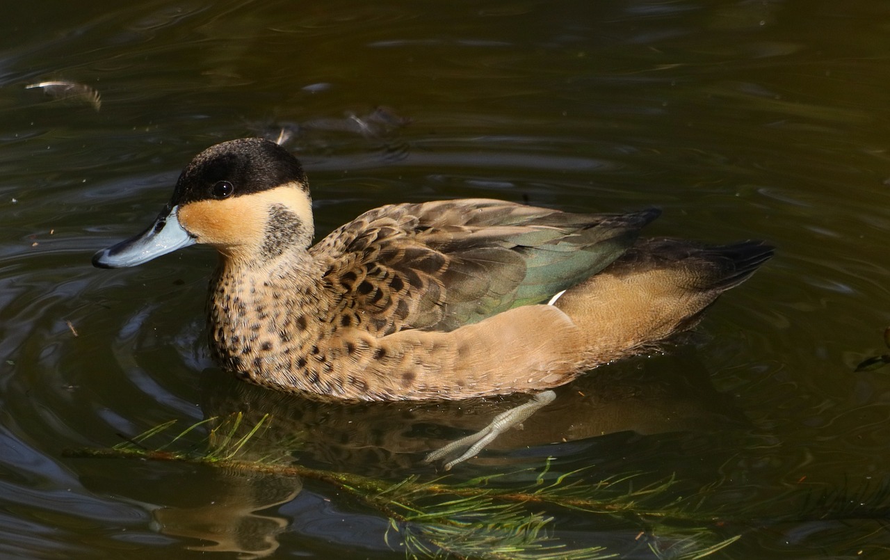 bird duck puddle free photo