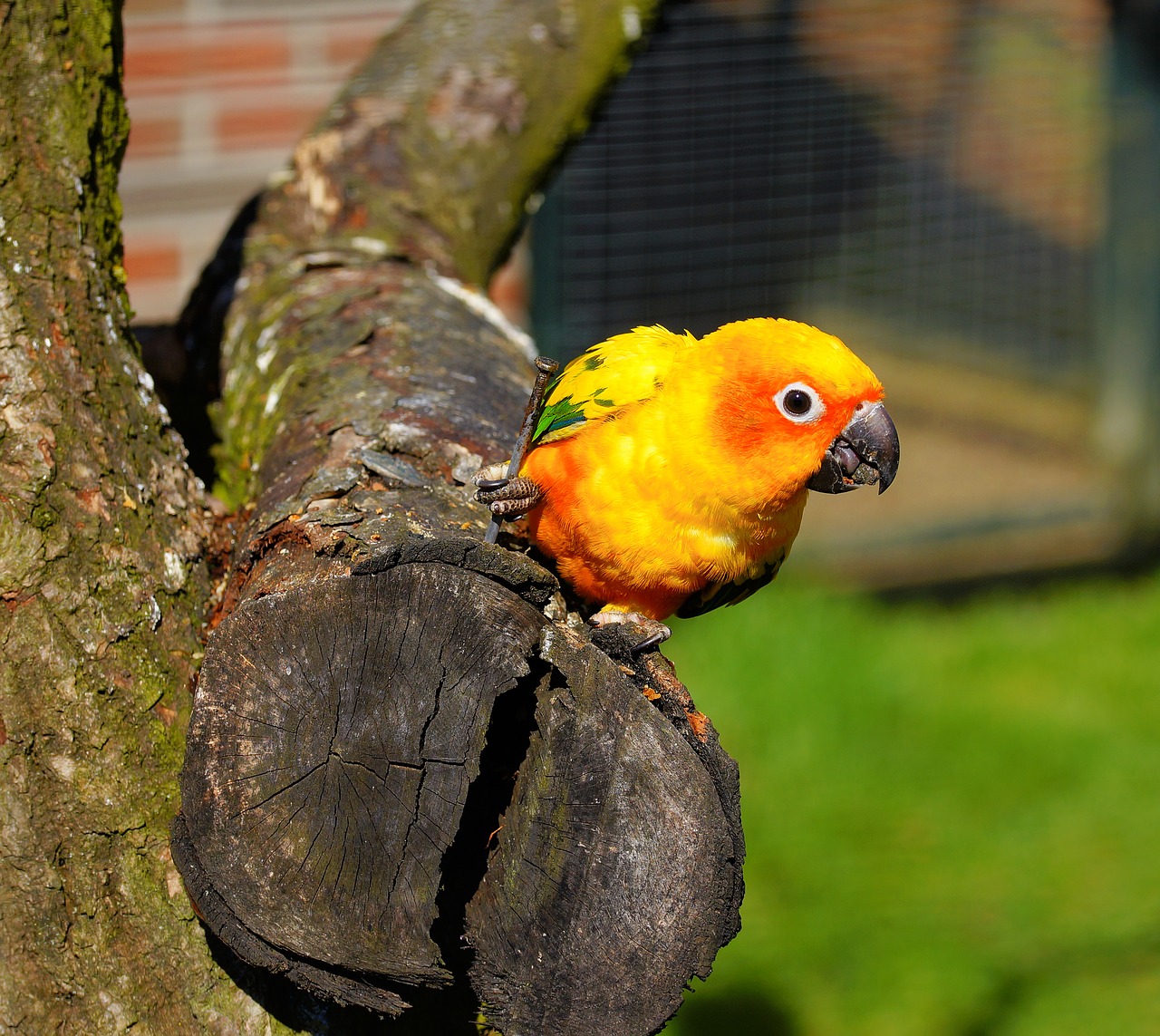 bird parrot animal world free photo