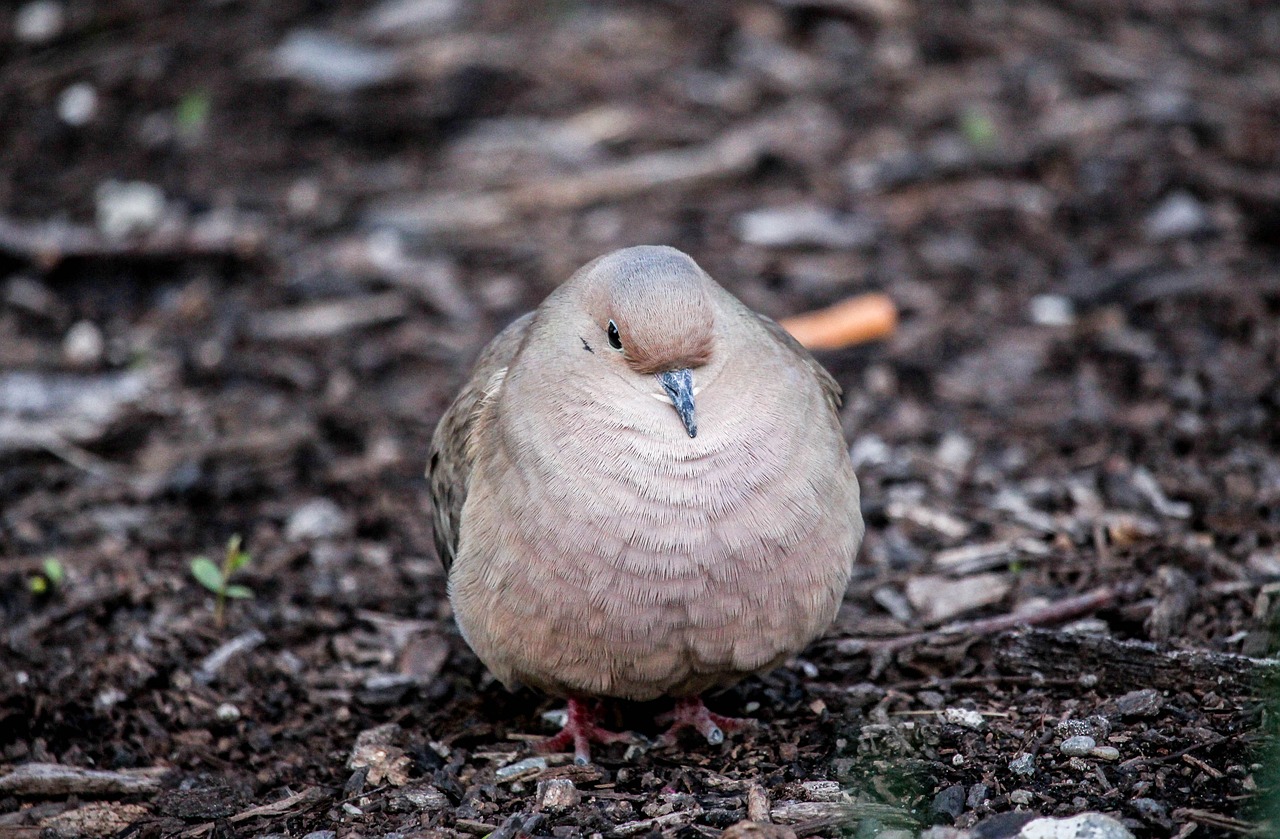 bird nature wildlife free photo