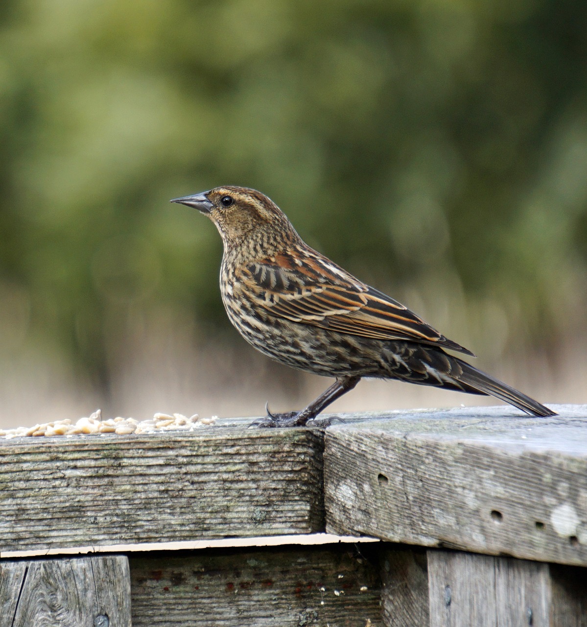 bird wildlife nature free photo