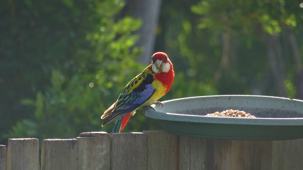 bird nature outdoors free photo