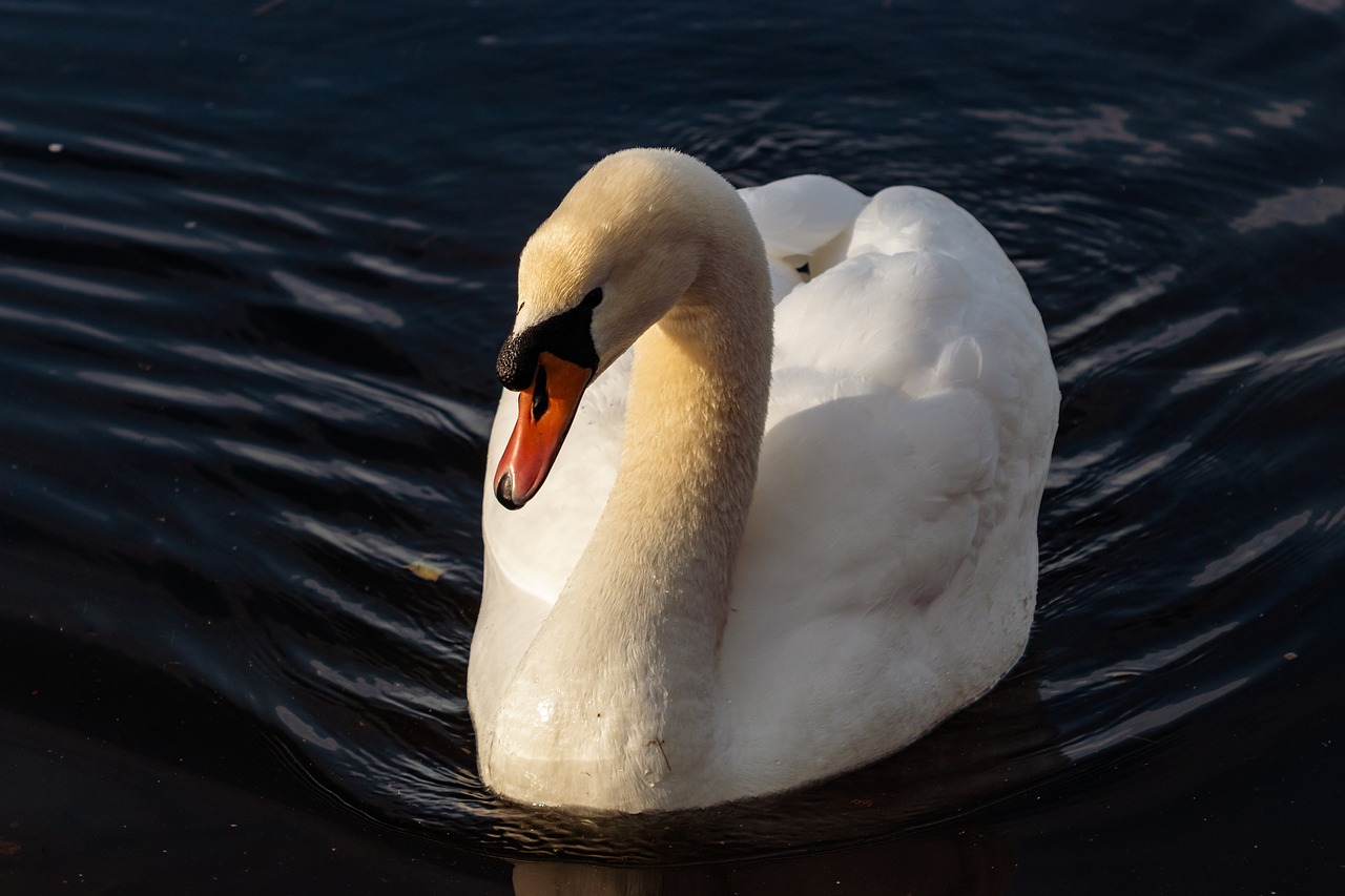 bird waters swan free photo