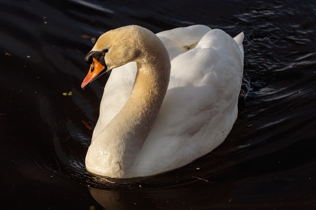 bird nature waters free photo