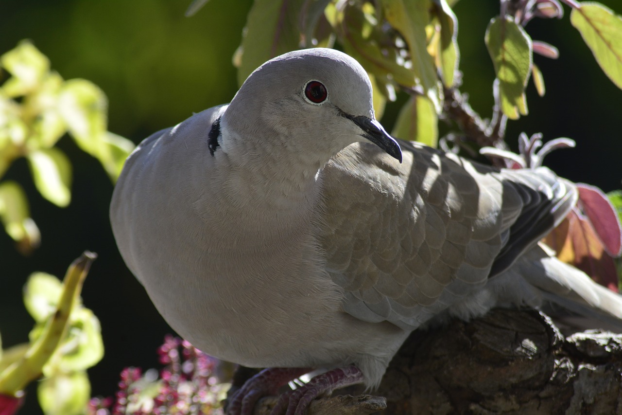 bird nature animal world free photo