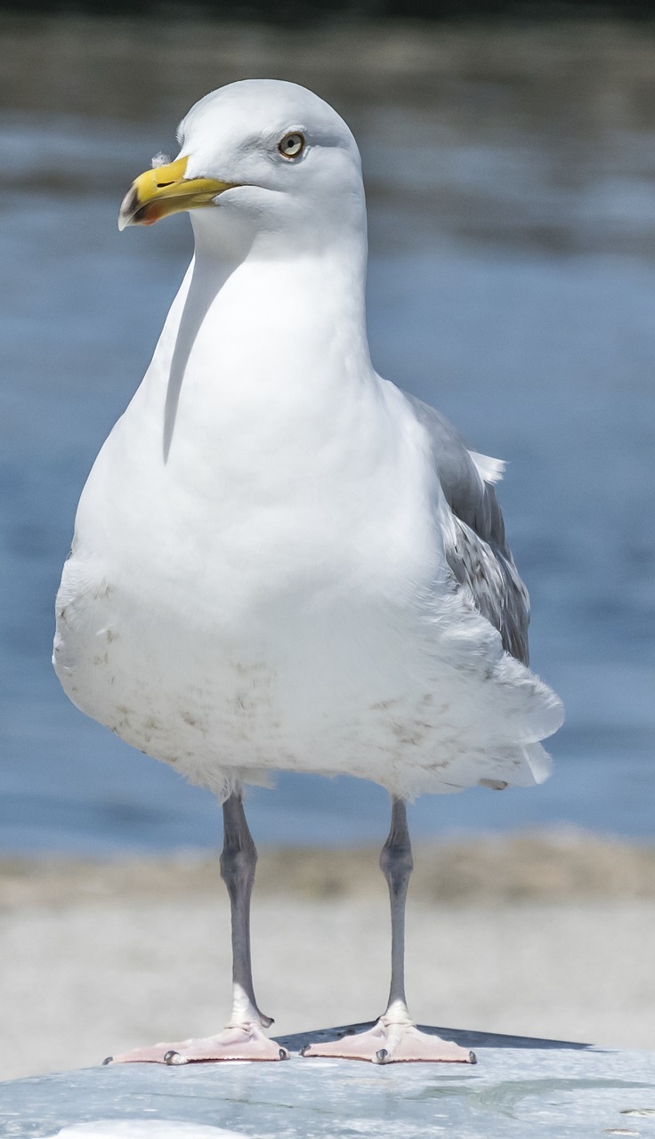 bird animal world nature free photo