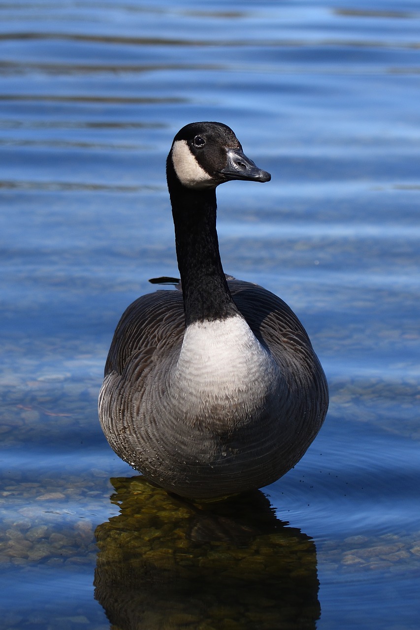 bird  waters  animal world free photo