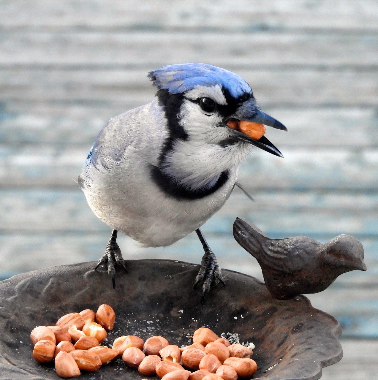 bird  wildlife  nature free photo