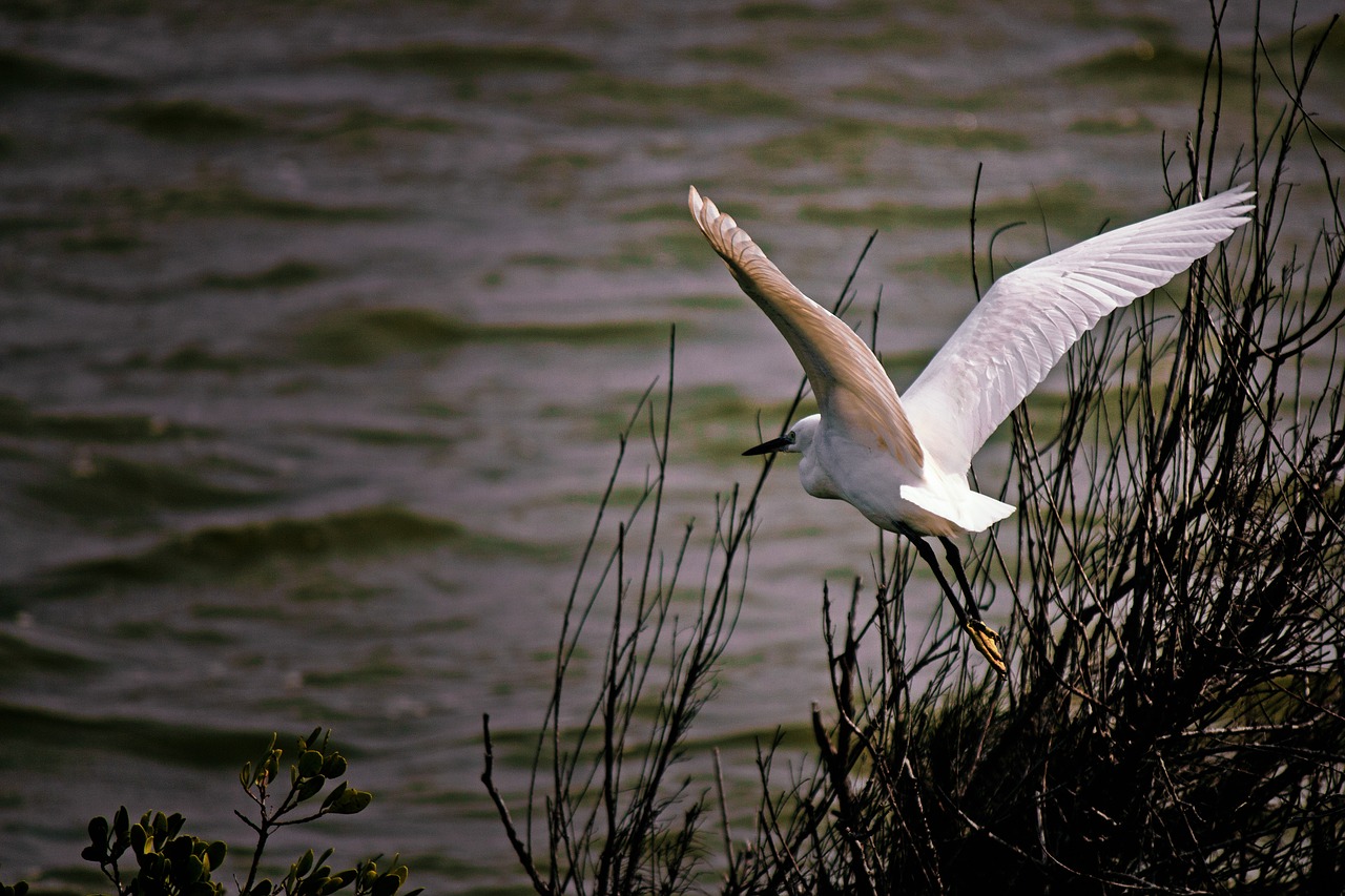 bird  waters  nature free photo