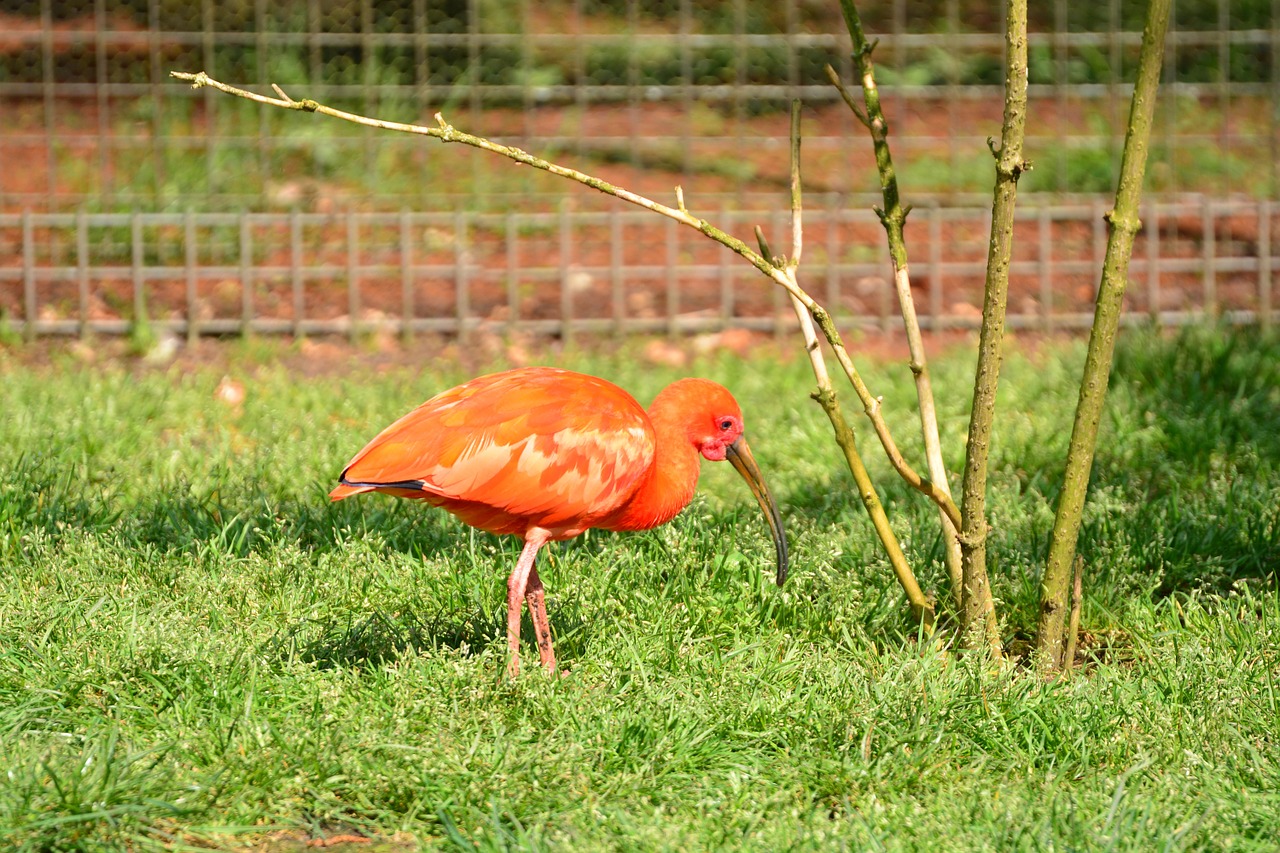 bird red bird animals free photo