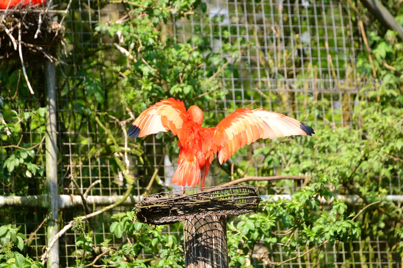 bird red bird animals free photo